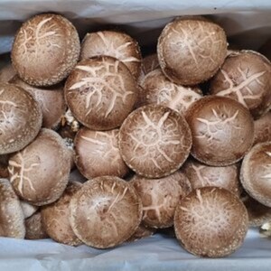장수 표고버섯 최상품(1kg)